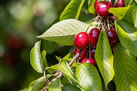 Cherries